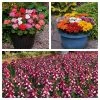 Roots Plants 120 Best Annuals For Flower Beds Collection | Sunny Shades | Plug Plants 2 Roots Plants 120 Best Annuals For Flower Beds Collection | Sunny Shades | Plug Plants
