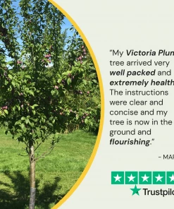 Roots Plants Fruits Victoria Plum Tree 15 Roots Plants Fruits Victoria Plum Tree