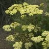 Roots Plants Achillea 'Sunny Seduction' | 10.5cm Pot 1 Roots Plants Achillea 'Sunny Seduction' | 10.5cm Pot