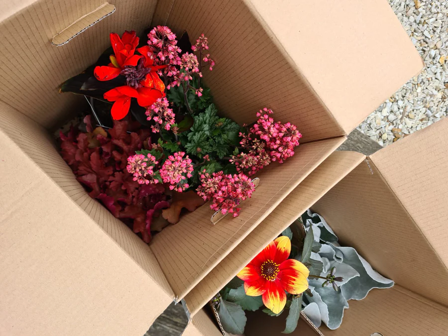 Roots Plants Sales Shop -Roots Plants Sales Shop 3