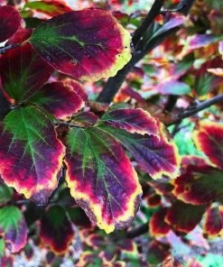 Roots Plants Parrotia 'Persian Spire' | 3L Pot Trees & Shrubs