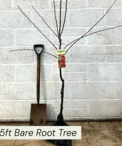 Roots Plants Fruits Victoria Plum Tree 14 Roots Plants Fruits Victoria Plum Tree