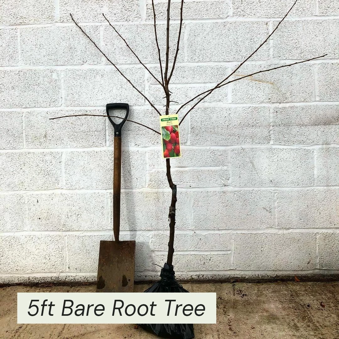 Roots Plants Fruits Victoria Plum Tree 6 Roots Plants Fruits Victoria Plum Tree
