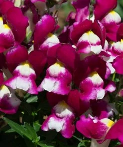 Roots Plants 40 Antirrhinum 'Burgundy Bicolour' Plug Plants | Appeal F1 Series | Snapdragons