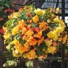 Roots Plants Begonia Illumination 'Apricot Shades' Jumbo Plug Plants Begonias