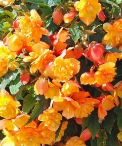 Roots Plants Begonia Illumination 'Apricot Shades' Jumbo Plug Plants Begonias