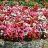 Roots Plants 40 Mixed Begonia 'Devils Delight' Plug Plants