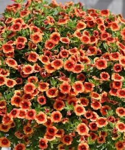 Roots Plants Calibrachoa Can Can 'Orange Punch' Jumbo Plug Plants Calibrachoas
