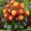 Roots Plants Dahlia Gardenetta 'Fireball' Jumbo Plug Plants Dahlias