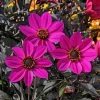Roots Plants Dahlia Happy Days 'Purple' Jumbo Plug Plants