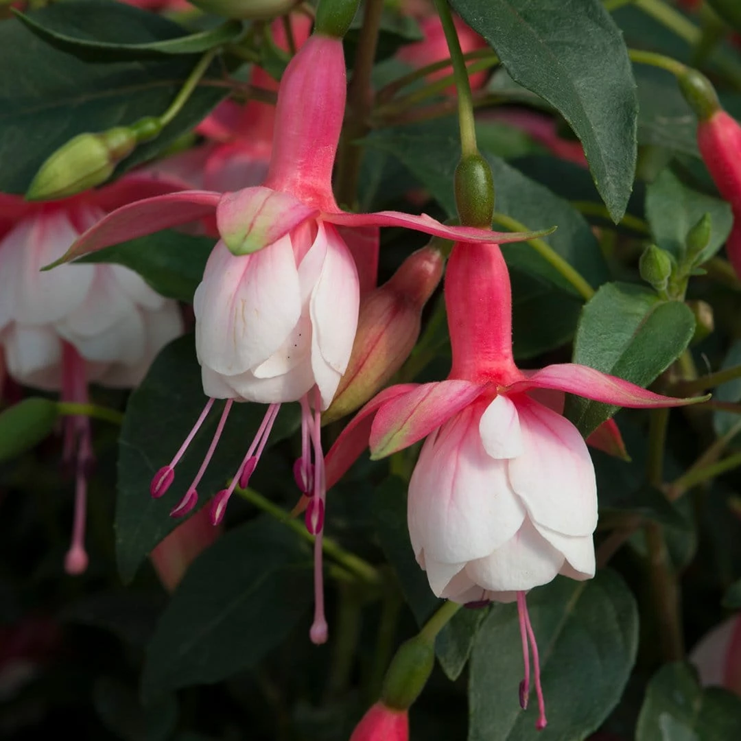 Roots Plants Fuchsias Fuchsia 'Patio Princess' Jumbo Plug Plants 4 Roots Plants Fuchsias Fuchsia 'Patio Princess' Jumbo Plug Plants