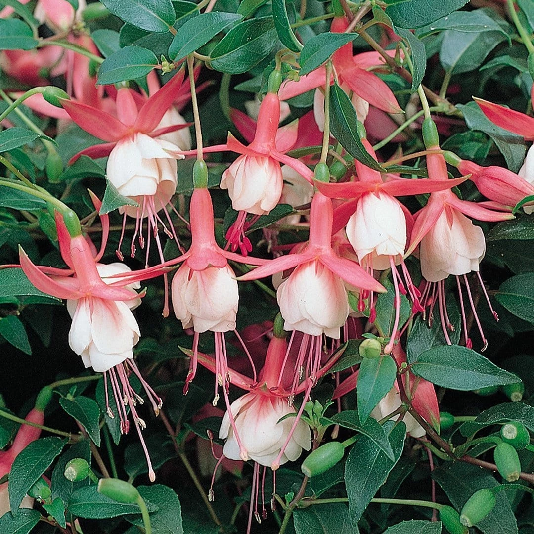 Roots Plants Fuchsias Fuchsia 'Patio Princess' Jumbo Plug Plants 5 Roots Plants Fuchsias Fuchsia 'Patio Princess' Jumbo Plug Plants