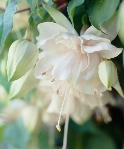 Roots Plants Fuchsia Southern Belle 'Pink Marshmallow' Jumbo Plug Plants Fuchsias