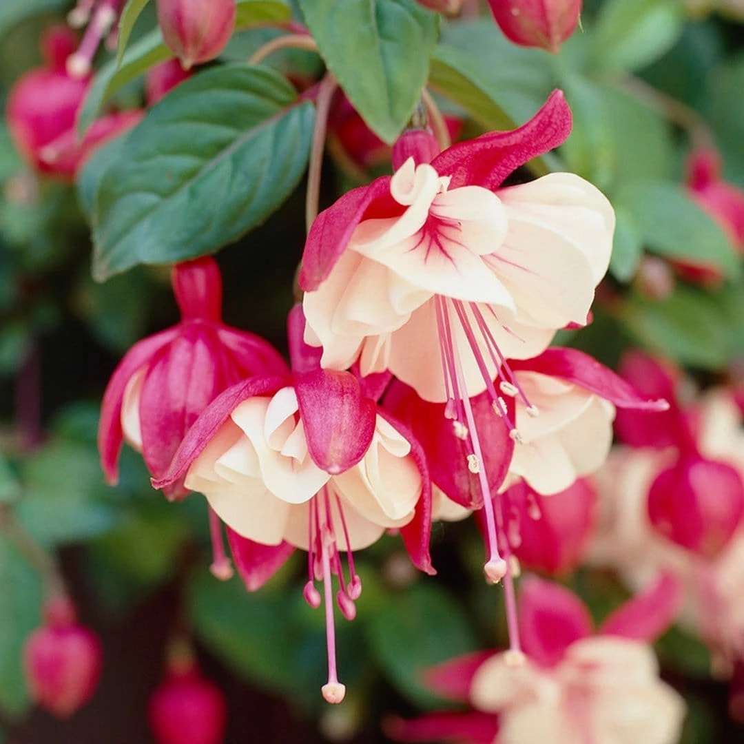 Roots Plants Fuchsia 'Swingtime' Jumbo Plug Plants Fuchsias 4 Roots Plants Fuchsia 'Swingtime' Jumbo Plug Plants Fuchsias