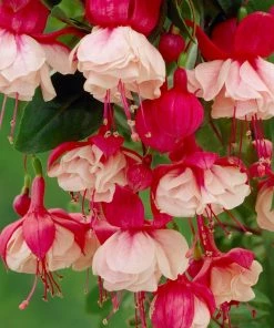 Roots Plants Petunias 12 Best Trailing Annuals For Hanging Baskets | Jumbo Plug Plants 9 Roots Plants Petunias 12 Best Trailing Annuals For Hanging Baskets | Jumbo Plug Plants