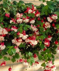 Roots Plants Fuchsia 'Swingtime' Jumbo Plug Plants Fuchsias