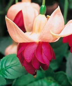 Roots Plants Hardy Fuchsia 'Garden News' | Jumbo Plug Plants Fuchsias