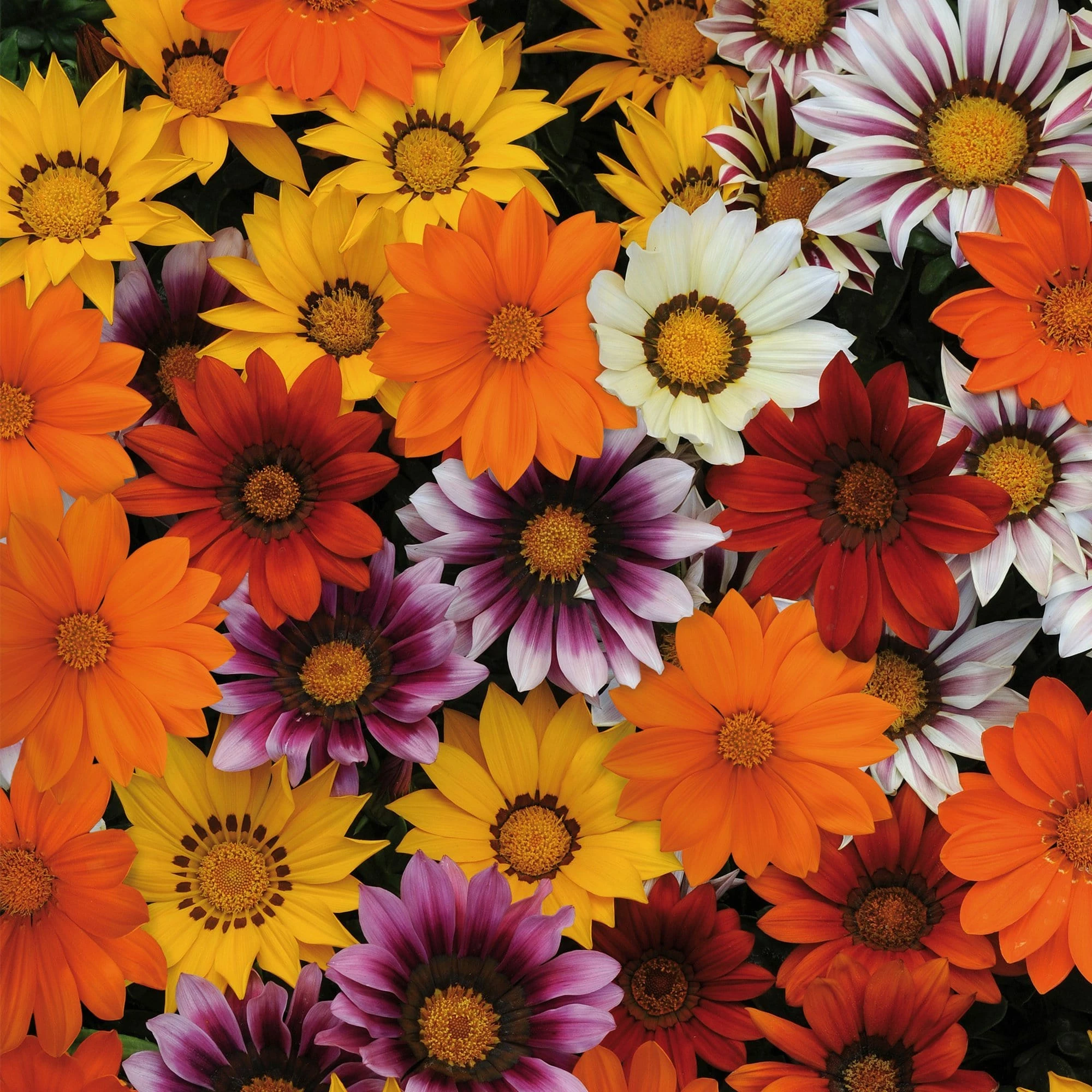 Roots Plants 40 Gazania 'Sunburst' Collection Plug Plants 3 Roots Plants 40 Gazania 'Sunburst' Collection Plug Plants