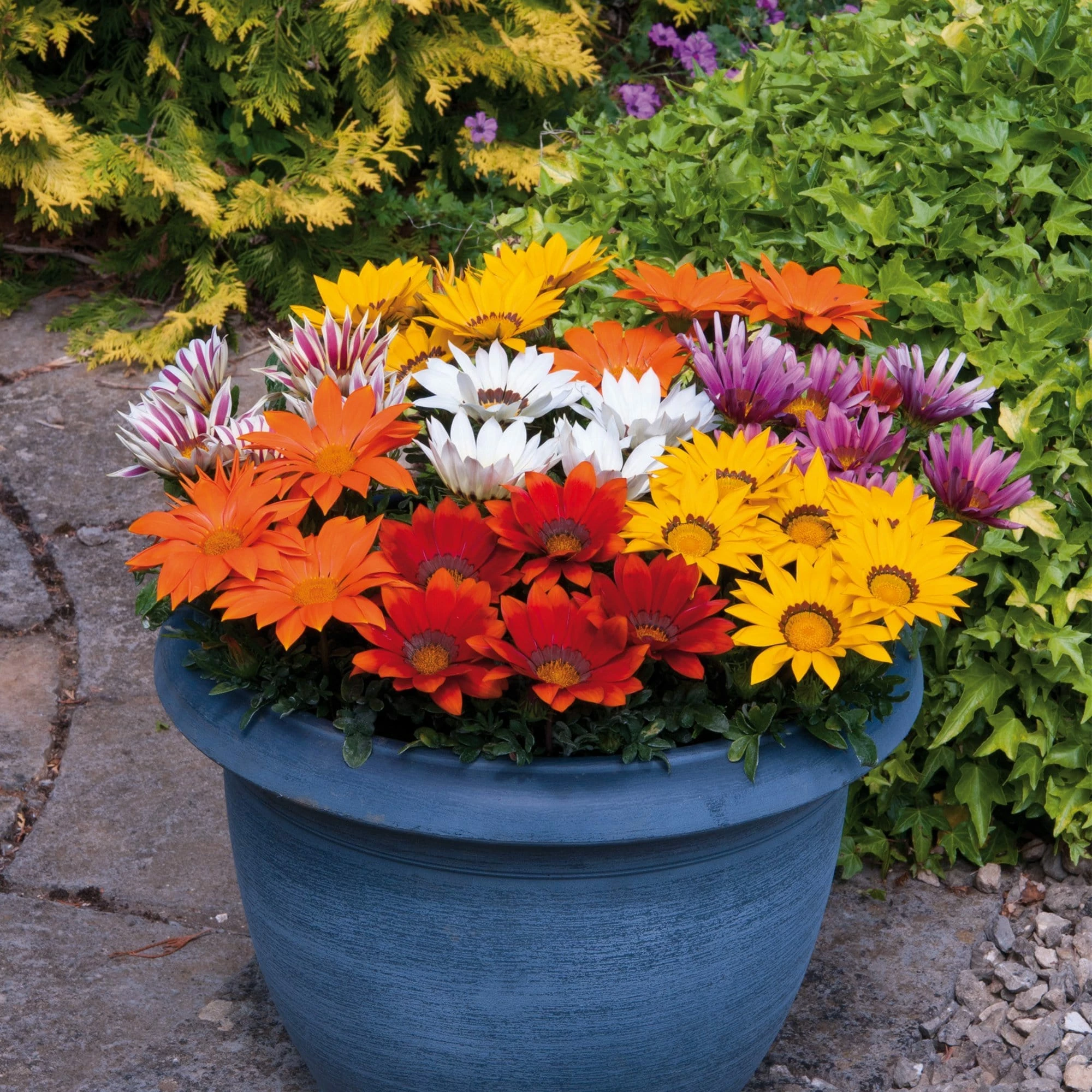 Roots Plants 40 Gazania 'Sunburst' Collection Plug Plants 4 Roots Plants 40 Gazania 'Sunburst' Collection Plug Plants