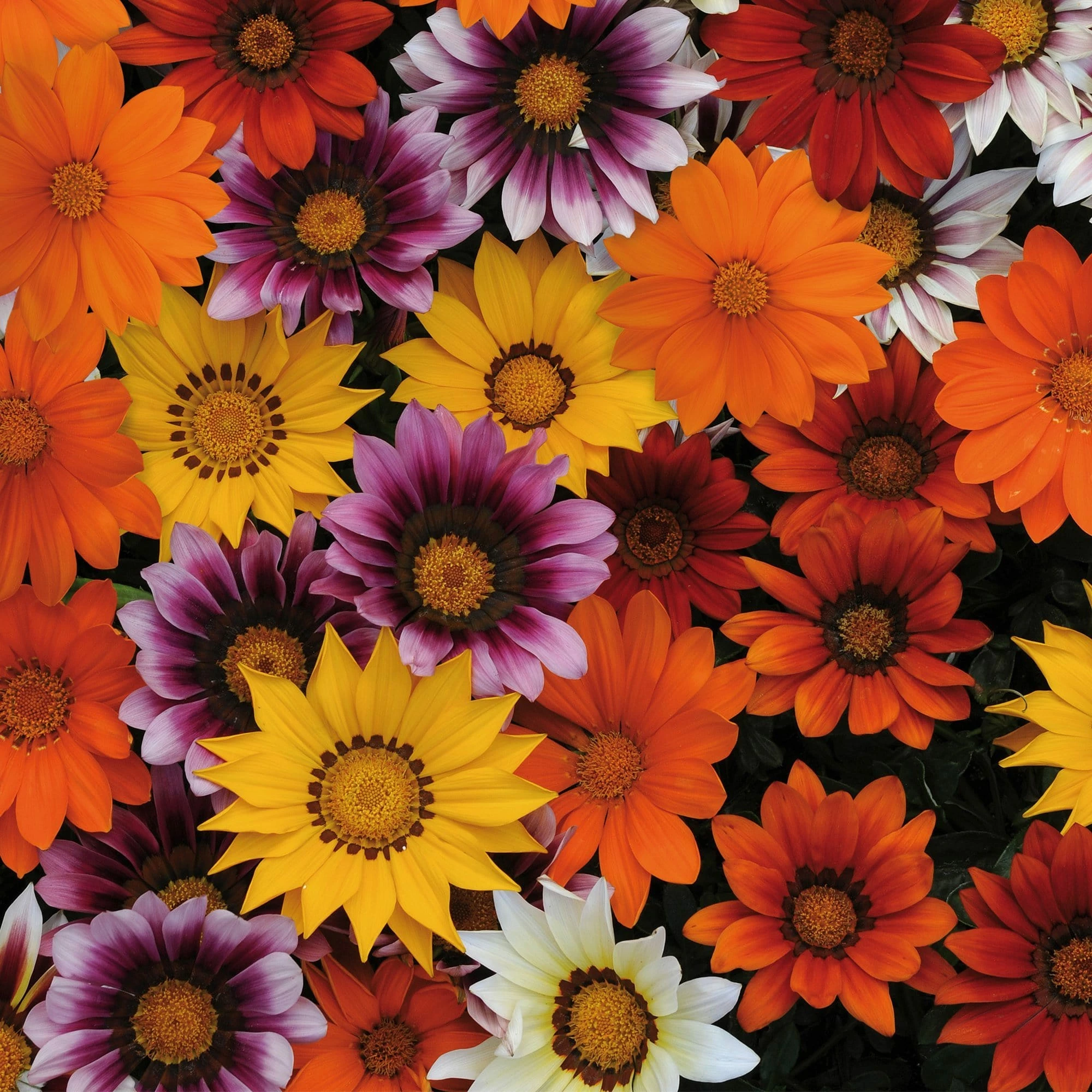 Roots Plants 40 Gazania 'Sunburst' Collection Plug Plants 5 Roots Plants 40 Gazania 'Sunburst' Collection Plug Plants