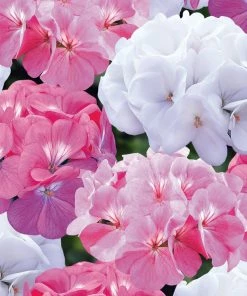 Roots Plants Geraniums & Pelargoniums 40 Geranium Palladium 'Candy Floss' Collection Plug Plants