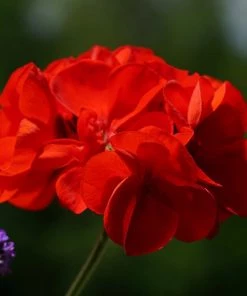 Roots Plants 40 Geranium Palladium 'Red' Plug Plants