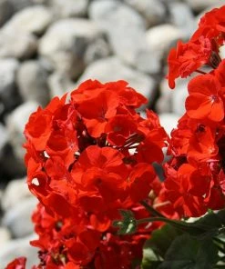 Roots Plants 40 Geranium Palladium 'Red' Plug Plants