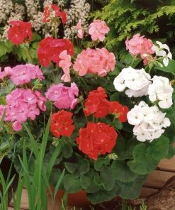 Roots Plants 40 Geranium 'Show Stopper' Collection Plug Plants 8 Roots Plants 40 Geranium 'Show Stopper' Collection Plug Plants