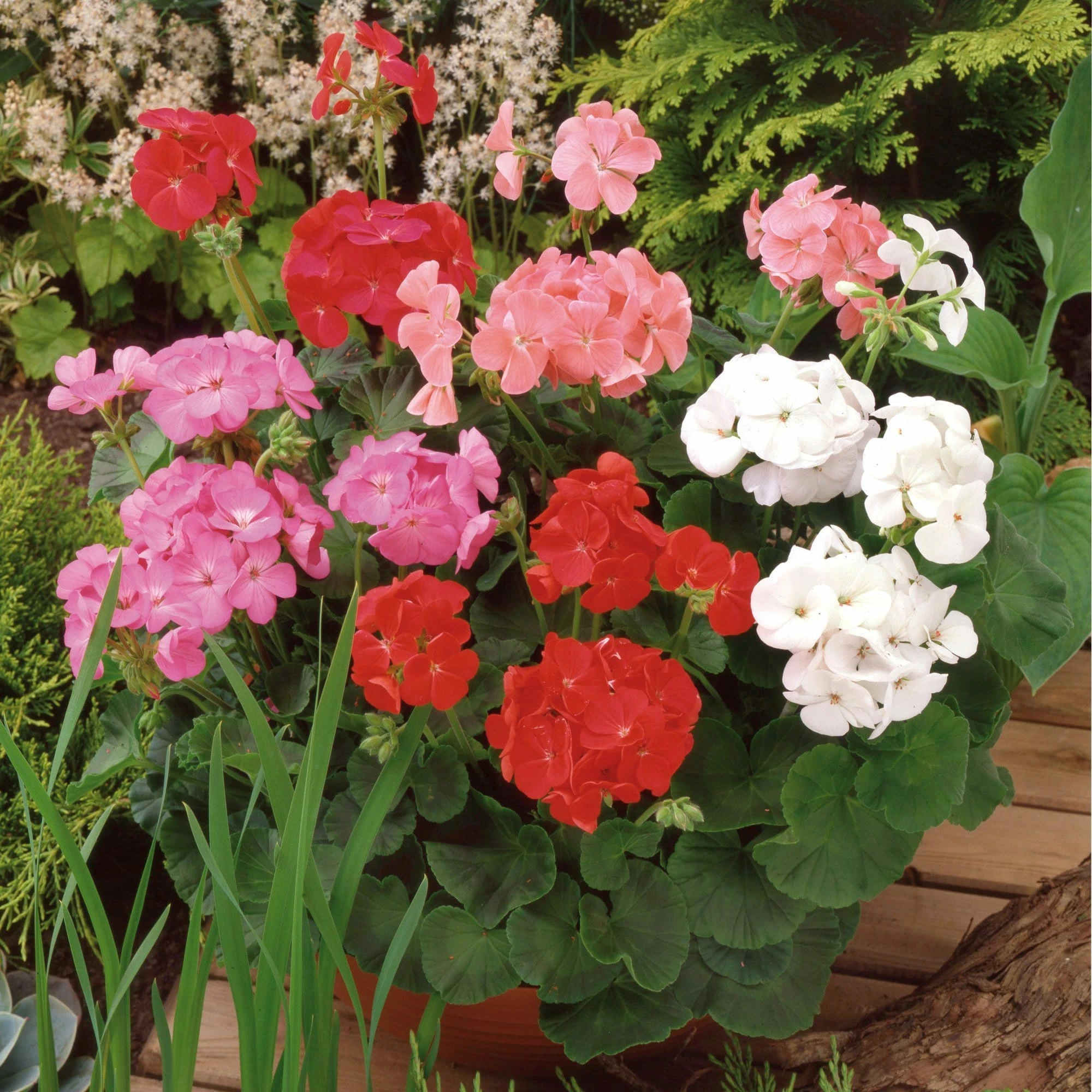 Roots Plants 40 Geranium 'Show Stopper' Collection Plug Plants 5 Roots Plants 40 Geranium 'Show Stopper' Collection Plug Plants