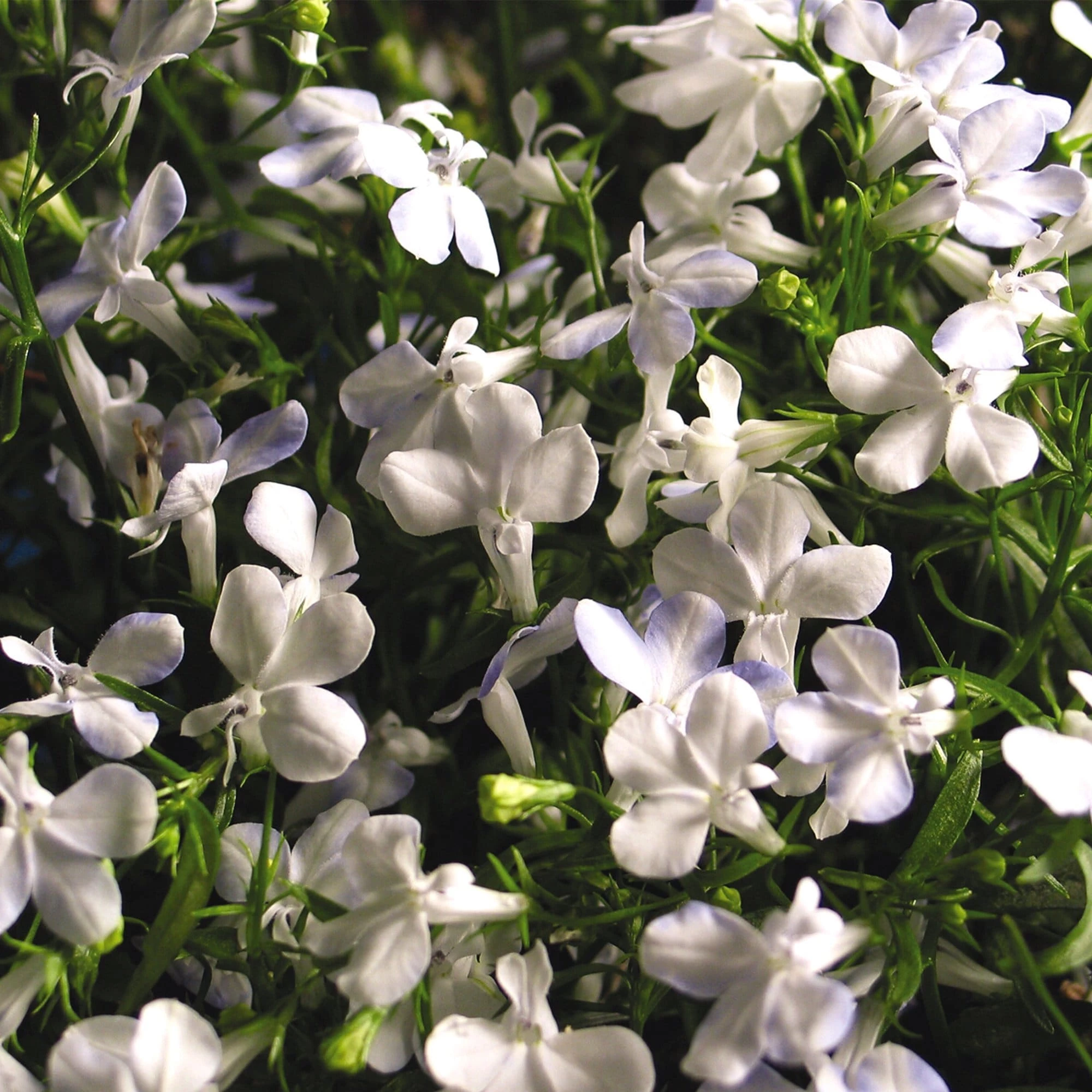 Roots Plants All Annual Bedding Lobelia Waterfall 'White Sparkle' Jumbo Plug Plants 4 Roots Plants All Annual Bedding Lobelia Waterfall 'White Sparkle' Jumbo Plug Plants
