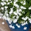 Roots Plants All Annual Bedding Lobelia Waterfall 'White Sparkle' Jumbo Plug Plants