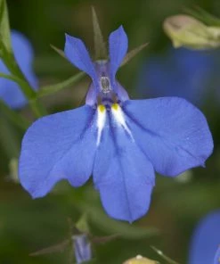 Roots Plants Petunias 12 Best Trailing Annuals For Hanging Baskets | Jumbo Plug Plants 10 Roots Plants Petunias 12 Best Trailing Annuals For Hanging Baskets | Jumbo Plug Plants