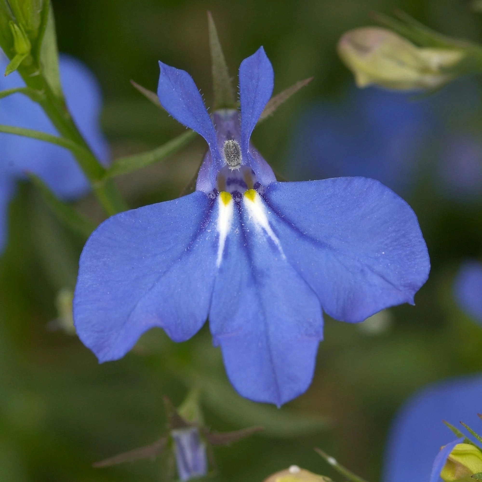 Roots Plants Petunias 12 Best Trailing Annuals For Hanging Baskets | Jumbo Plug Plants 6 Roots Plants Petunias 12 Best Trailing Annuals For Hanging Baskets | Jumbo Plug Plants