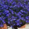 Roots Plants Lobelia Waterfall 'Blue Improved' Jumbo Plug Plants