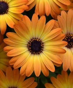 Roots Plants Osteospermum 'Serenity Sunshine Beauty' Jumbo Plug Plants 8 Roots Plants Osteospermum 'Serenity Sunshine Beauty' Jumbo Plug Plants