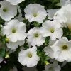 Roots Plants Petunias Petunia Surfinia Snow | Jumbo Plug Plants 2 Roots Plants Petunias Petunia Surfinia Snow | Jumbo Plug Plants