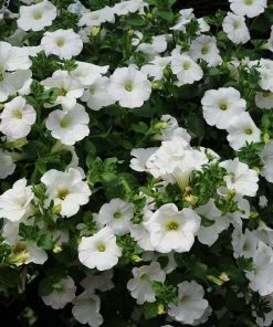 Roots Plants 12 Scented Annuals For Hanging Baskets | The Summer Breeze Collection | Nemesia & Petunias All Annual Bedding