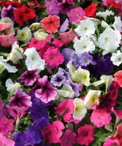 Roots Plants 40 Mixed Petunia 'Frenzy' Plug Plants