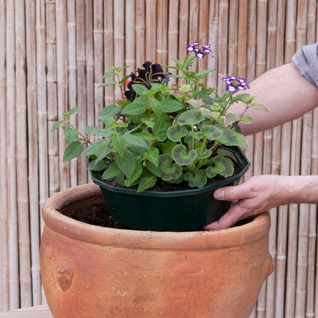 Roots Plants All Annual Bedding Sophistication' | Instant Designer Container 6 Roots Plants All Annual Bedding Sophistication' | Instant Designer Container