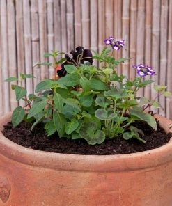 Roots Plants All Annual Bedding Sophistication' | Instant Designer Container 11 Roots Plants All Annual Bedding Sophistication' | Instant Designer Container