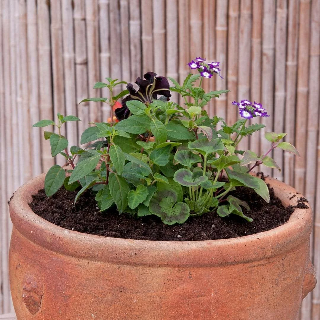 Roots Plants Bridal Bouquet' | Instant Designer Hanging Basket All Annual Bedding 7 Roots Plants Bridal Bouquet' | Instant Designer Hanging Basket All Annual Bedding