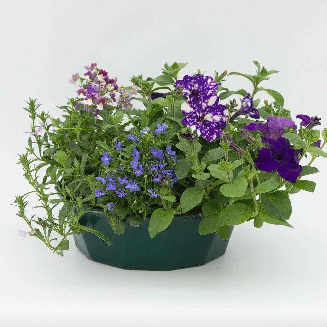 Roots Plants Sea Blues' | Instant Designer Hanging Basket 4 Roots Plants Sea Blues' | Instant Designer Hanging Basket
