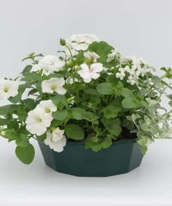 Roots Plants Effortless Chic' | Instant Designer Hanging Basket