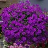 Roots Plants Verbena 'Enchantment Purple' Jumbo Plug Plants Verbenas 2 Roots Plants Verbena 'Enchantment Purple' Jumbo Plug Plants Verbenas