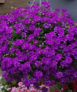 Roots Plants Verbenas 12 Annuals For Hanging Baskets | The Ruby And Sapphire Collection | Geranium, Petunia & Verbena
