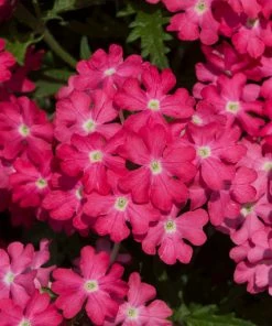 Roots Plants Verbena 'Enchantment Coral' Jumbo Plug Plants