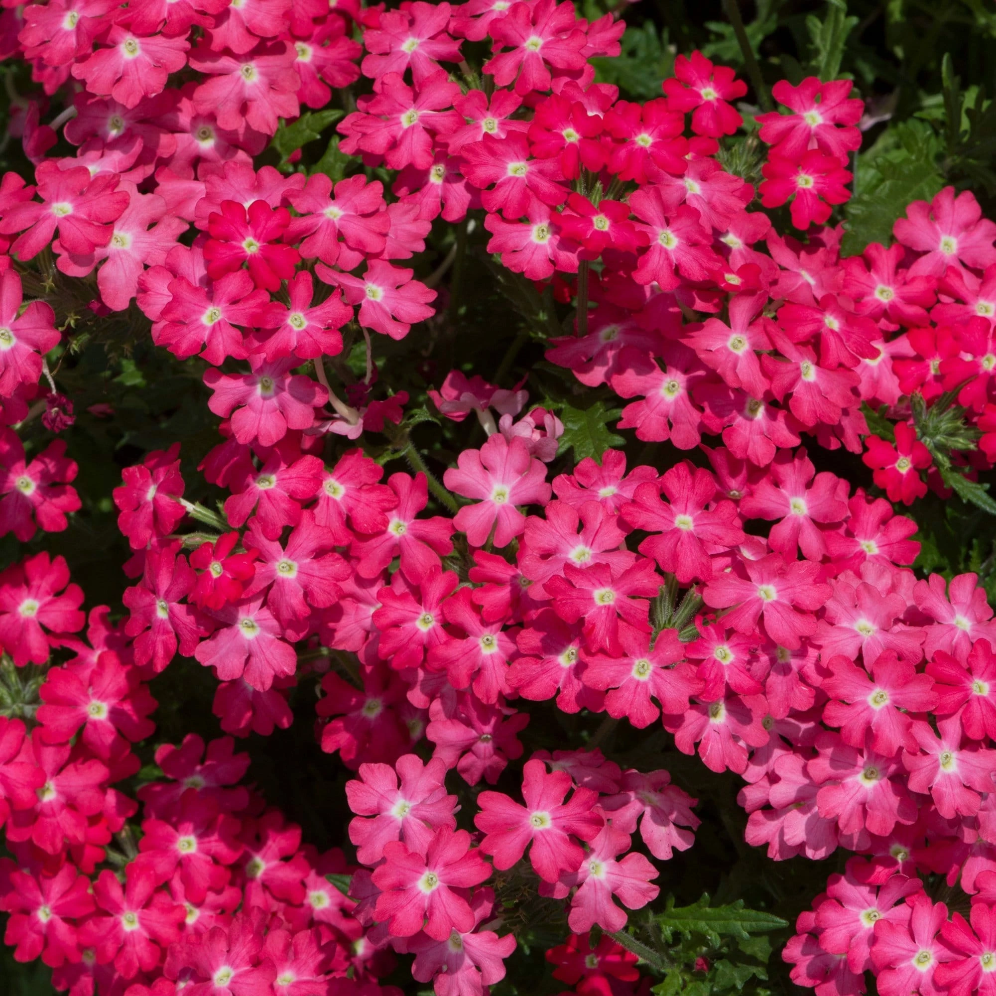Roots Plants Verbena 'Enchantment Coral' Jumbo Plug Plants 5 Roots Plants Verbena 'Enchantment Coral' Jumbo Plug Plants