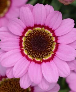 Roots Plants Argyranthemum Grandaisy 'Pink Halo' Jumbo Plug Plants All Annual Bedding