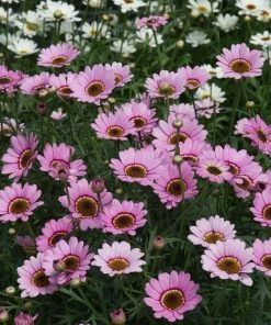 Roots Plants Argyranthemum Grandaisy 'Pink Halo' Jumbo Plug Plants All Annual Bedding
