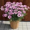 Roots Plants Argyranthemum Grandaisy 'Pink Halo' Jumbo Plug Plants All Annual Bedding 2 Roots Plants Argyranthemum Grandaisy 'Pink Halo' Jumbo Plug Plants All Annual Bedding